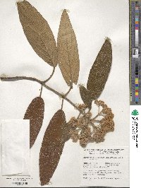 Viburnum rhytidophyllum image