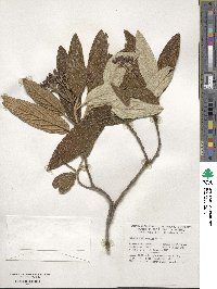 Viburnum rhytidophyllum image