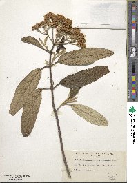 Viburnum rhytidophyllum image