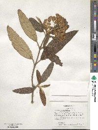 Viburnum rhytidophyllum image