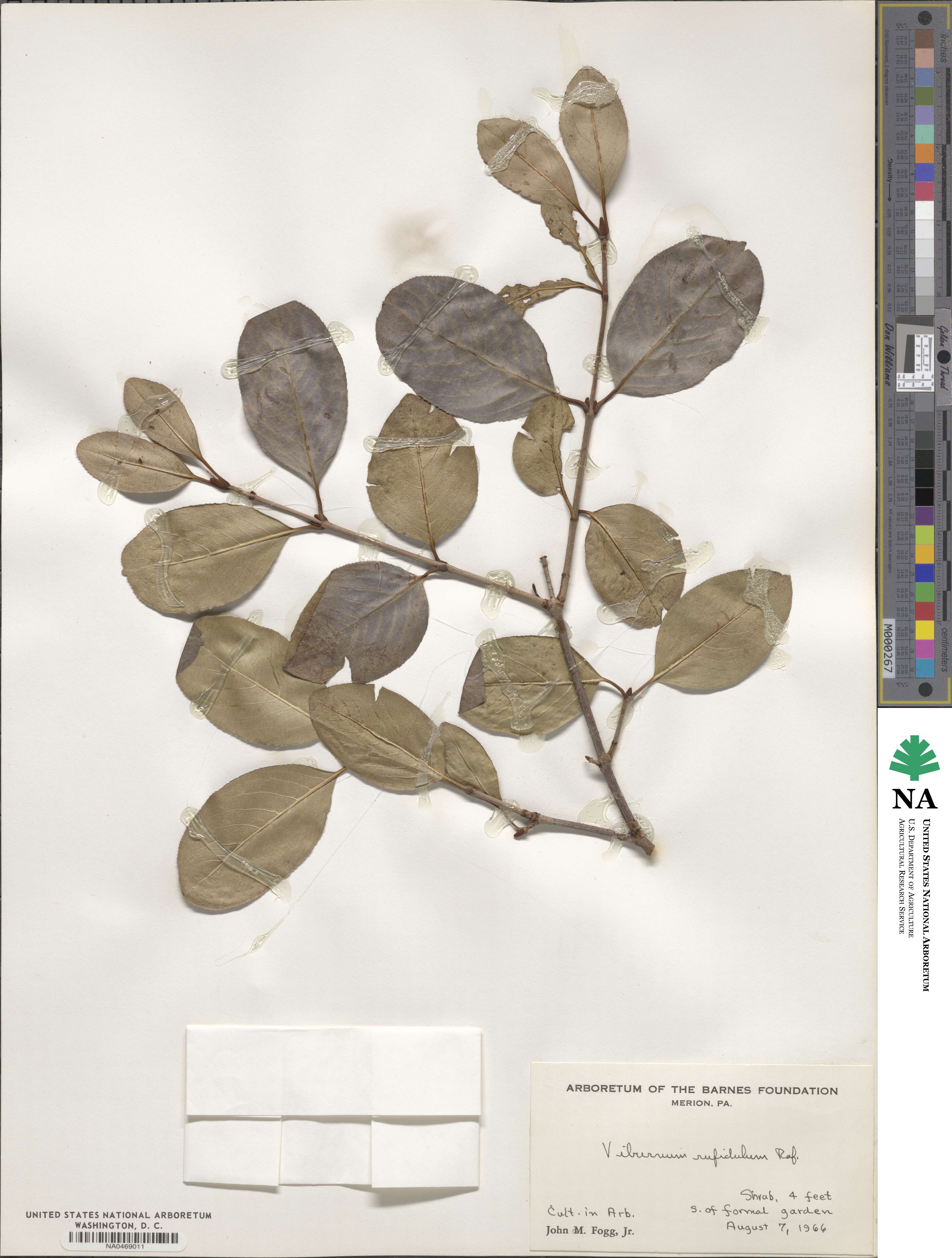 Viburnum rufidulum image