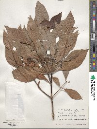 Psychotria nervosa image