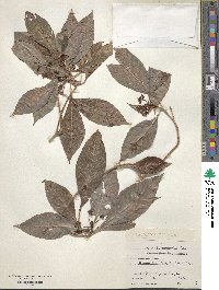 Psychotria nervosa image