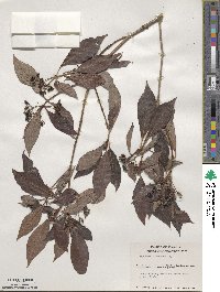 Psychotria nervosa image