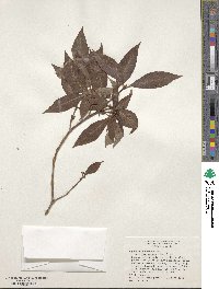 Psychotria nervosa image