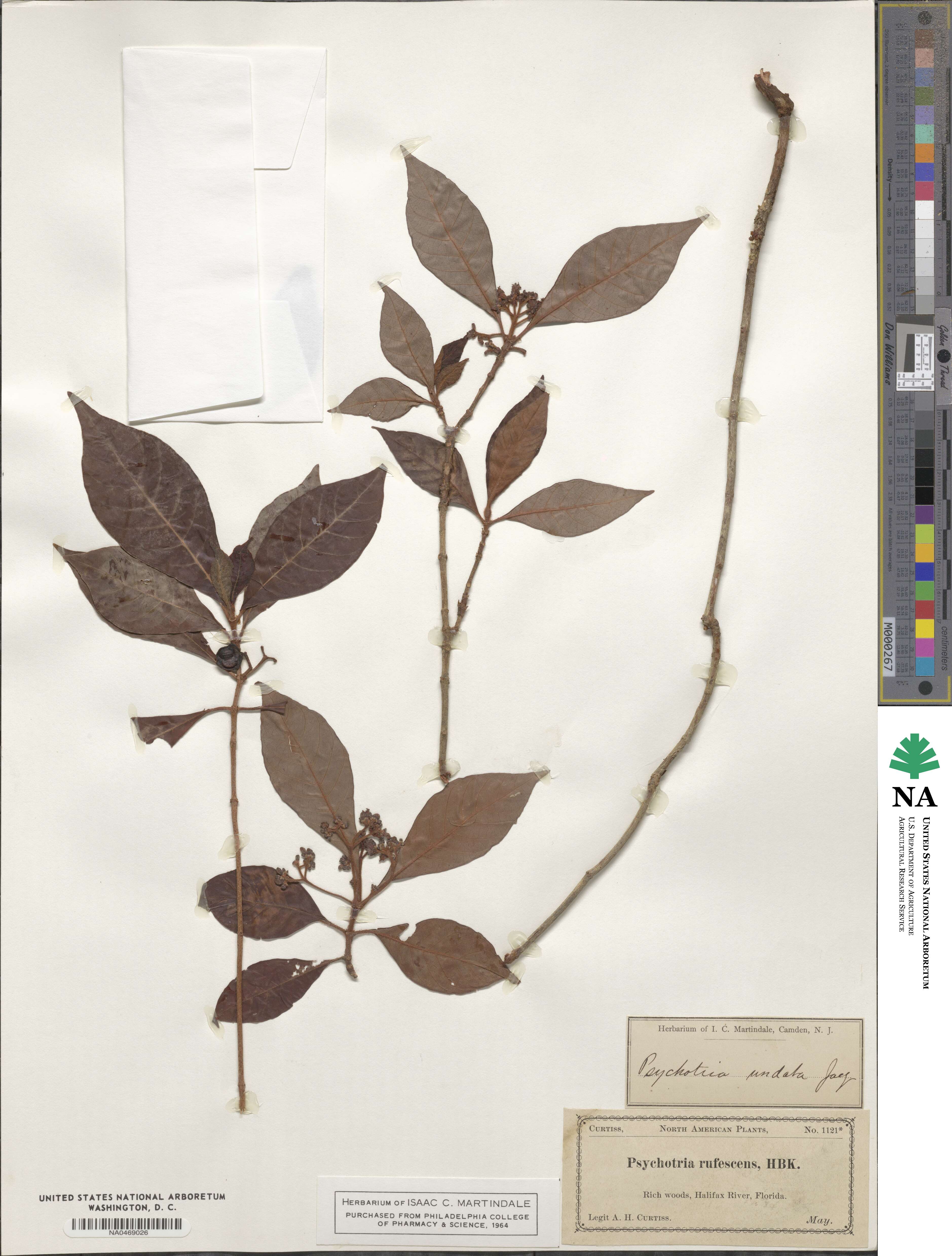 Psychotria rufescens image