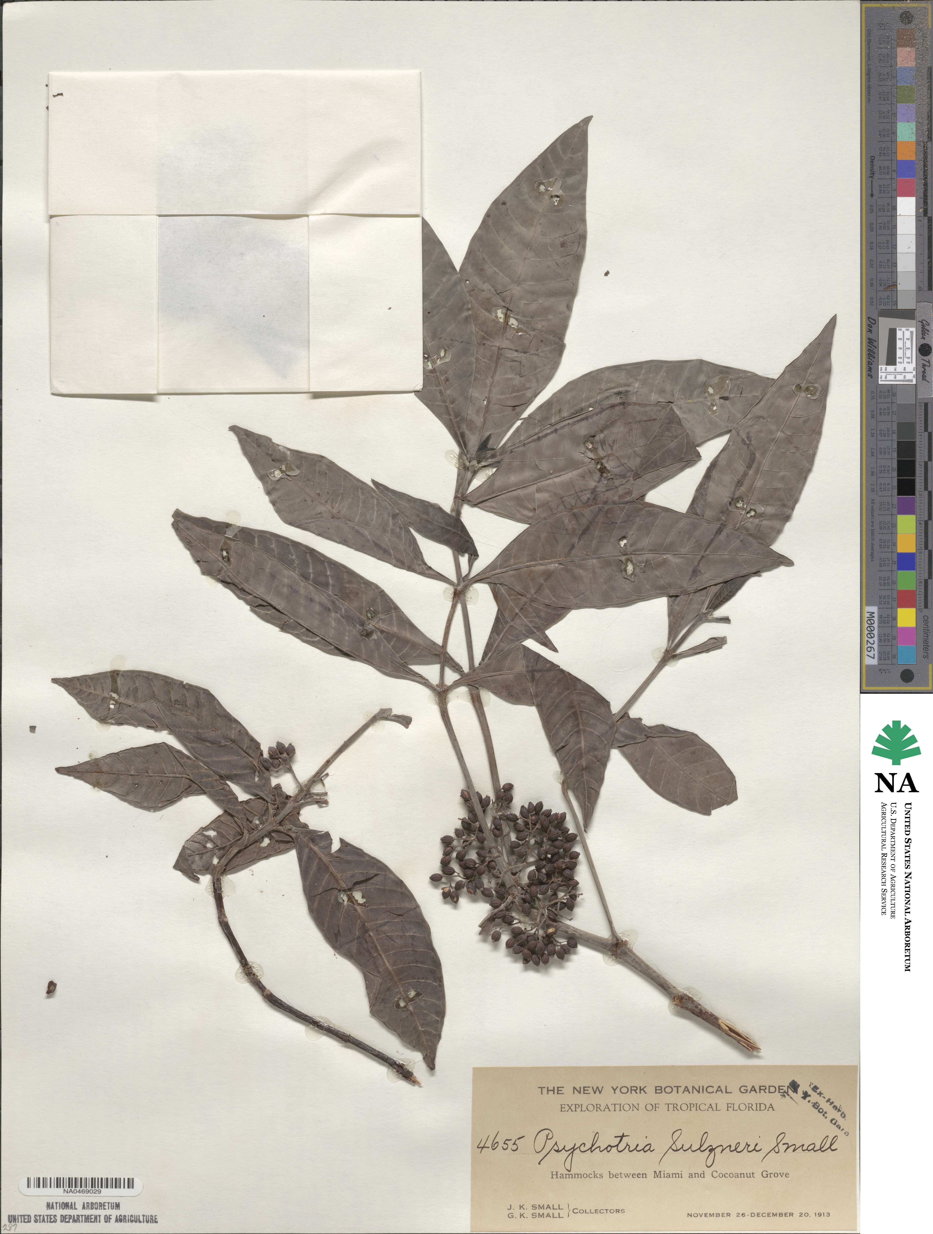 Psychotria tenuifolia image