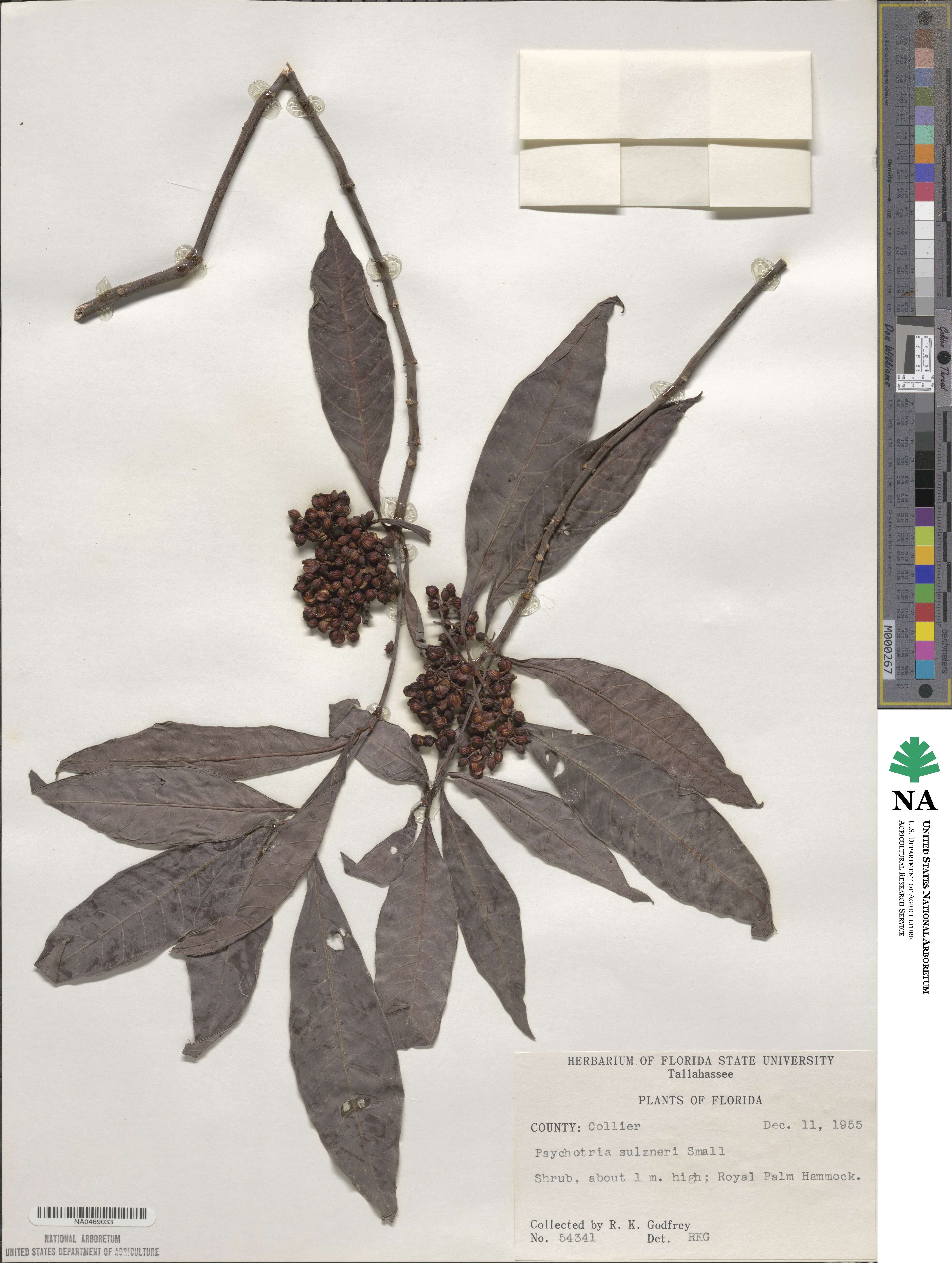 Psychotria tenuifolia image