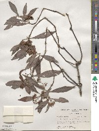 Psychotria tenuifolia image