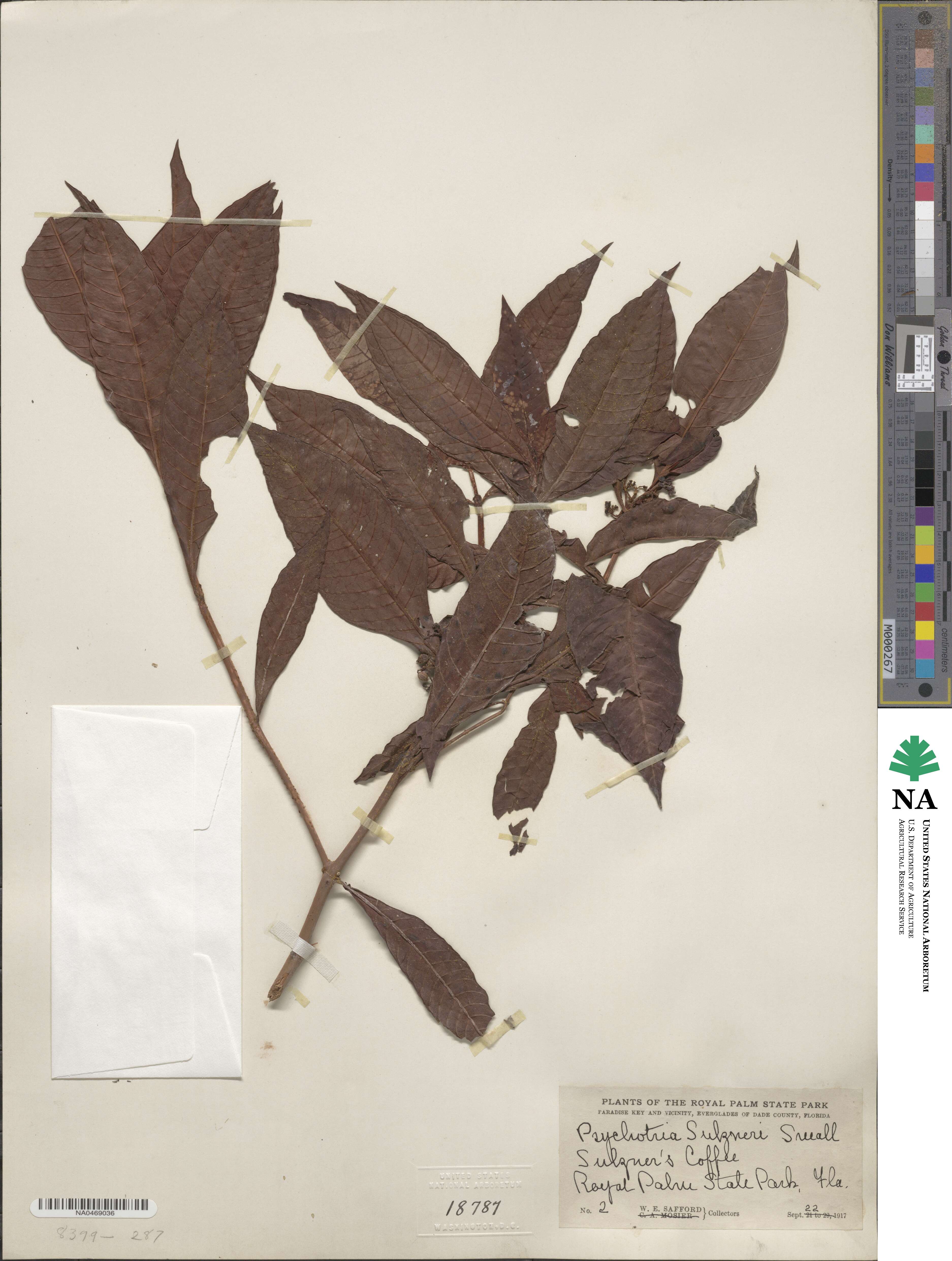 Psychotria tenuifolia image
