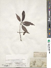 Psychotria nervosa image