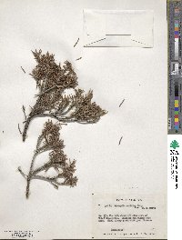 Strumpfia maritima image