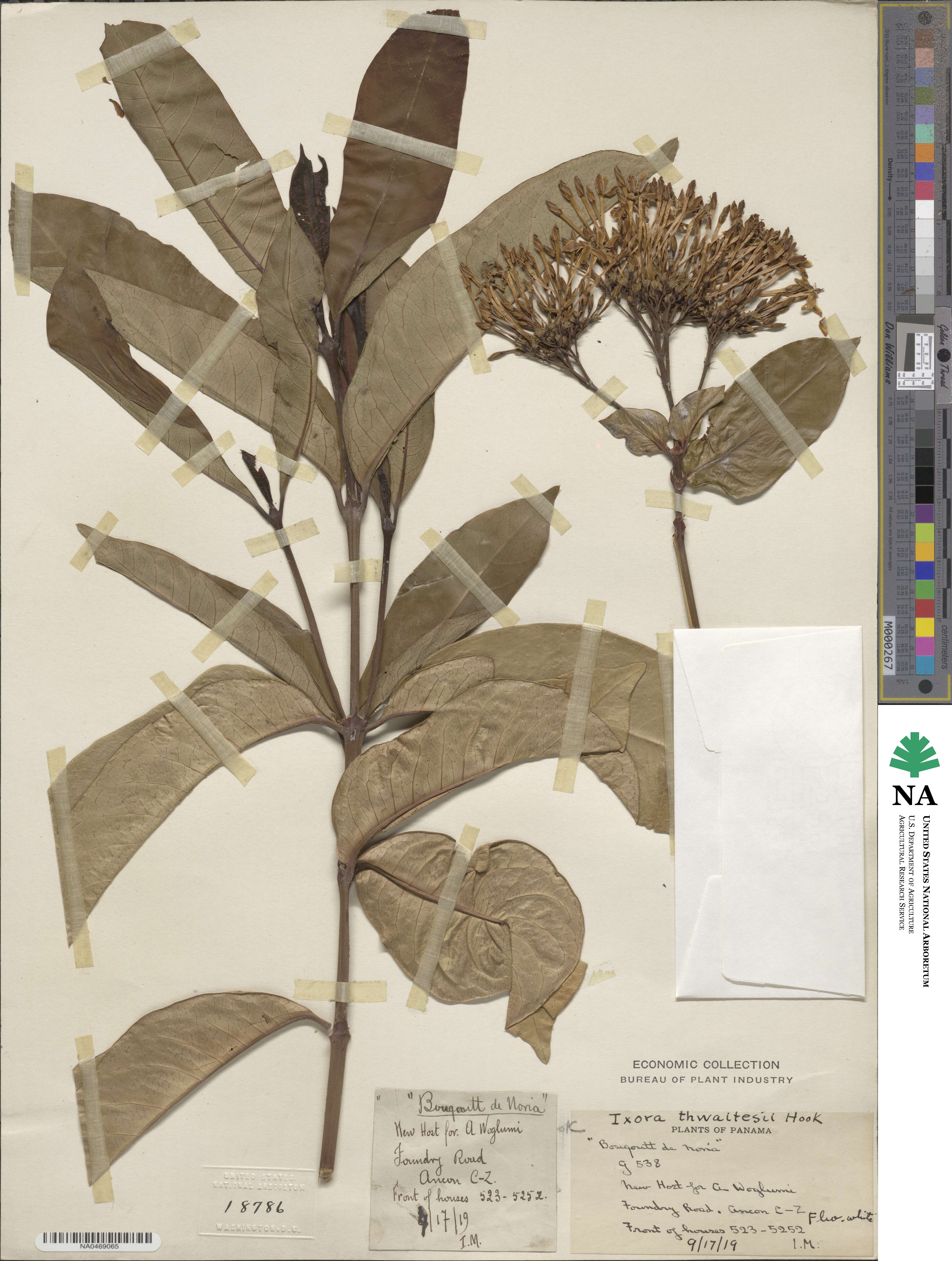 Ixora thwaitesii image