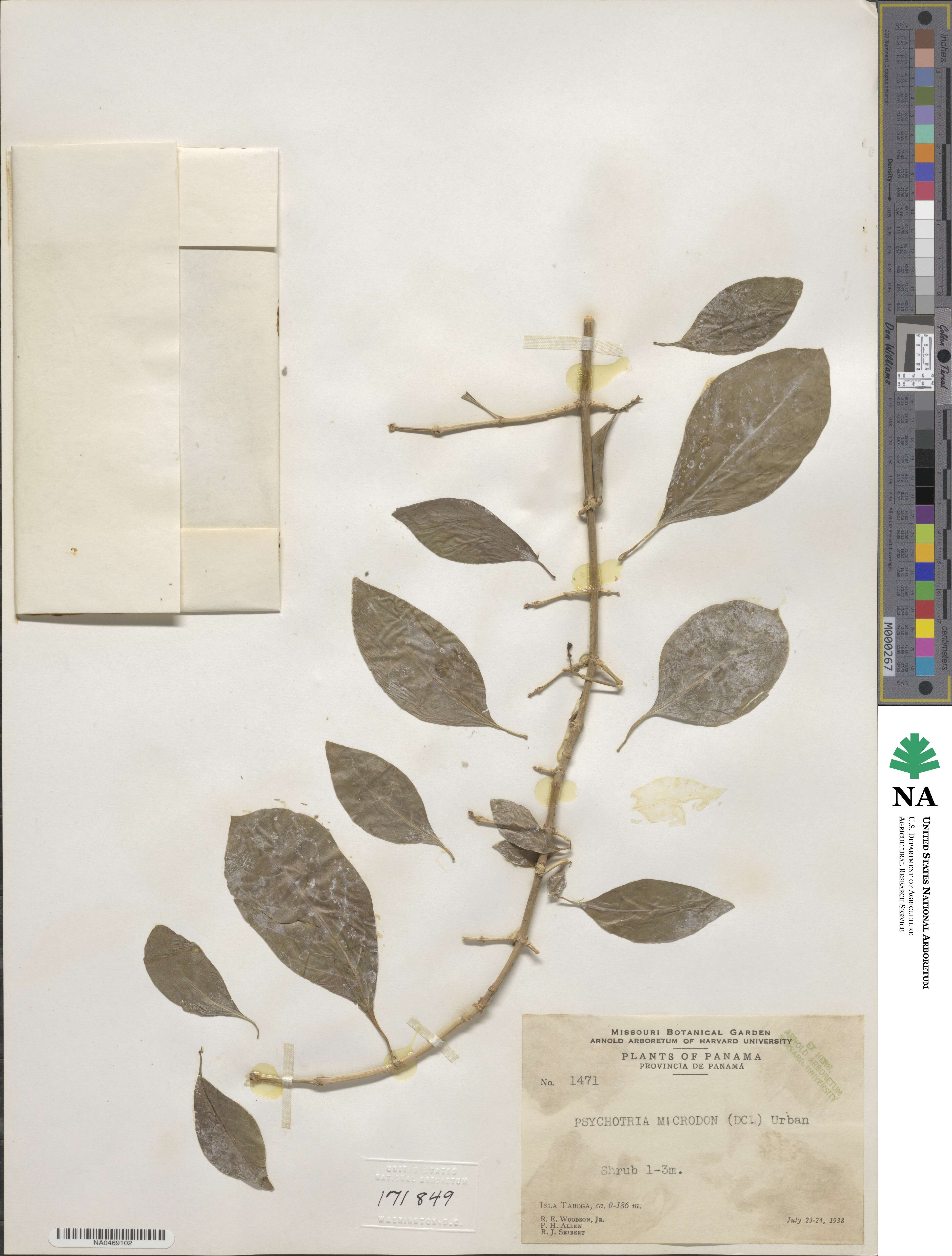 Eumachia microdon image