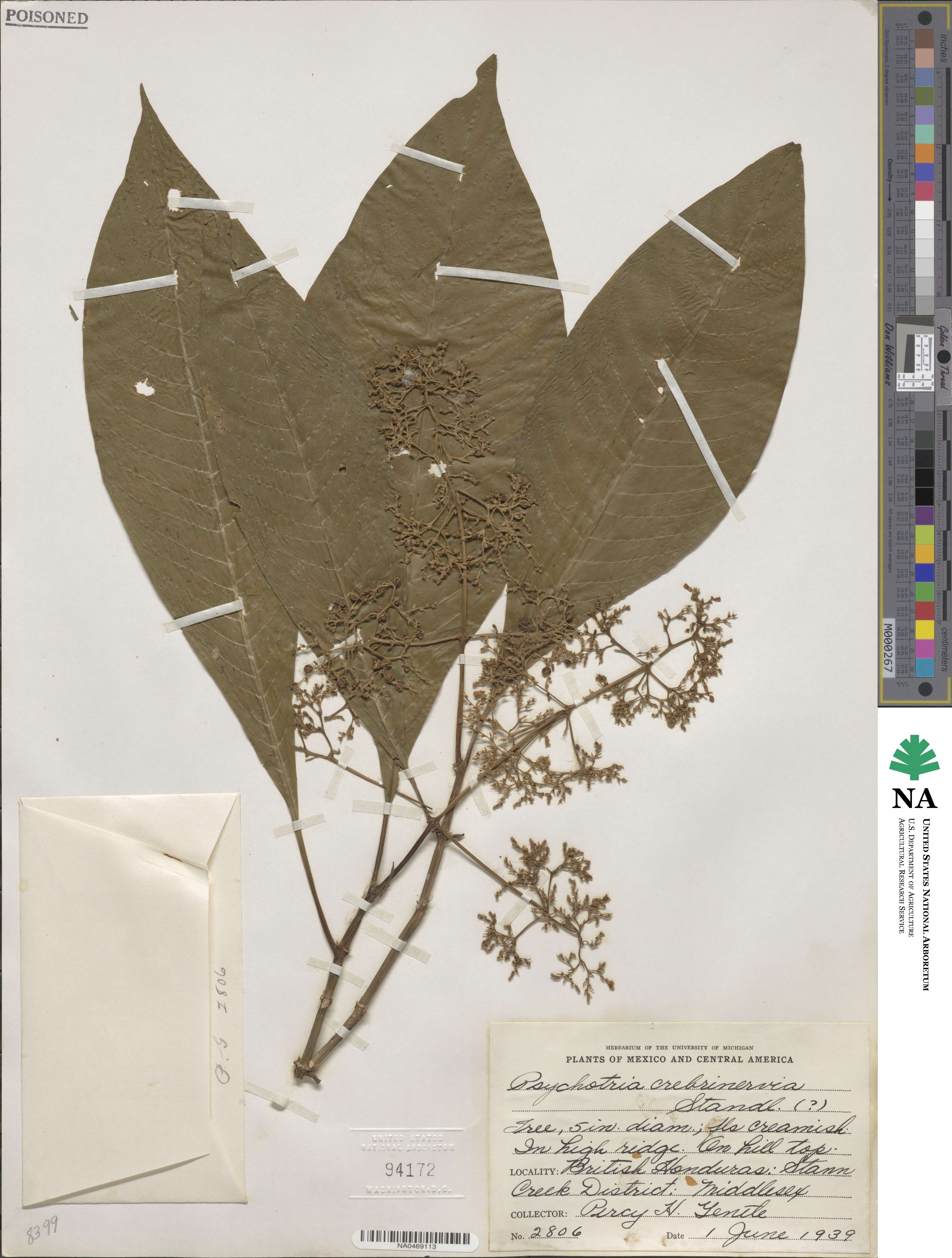 Psychotria crebrinervia image