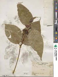 Palicourea cuspidata image