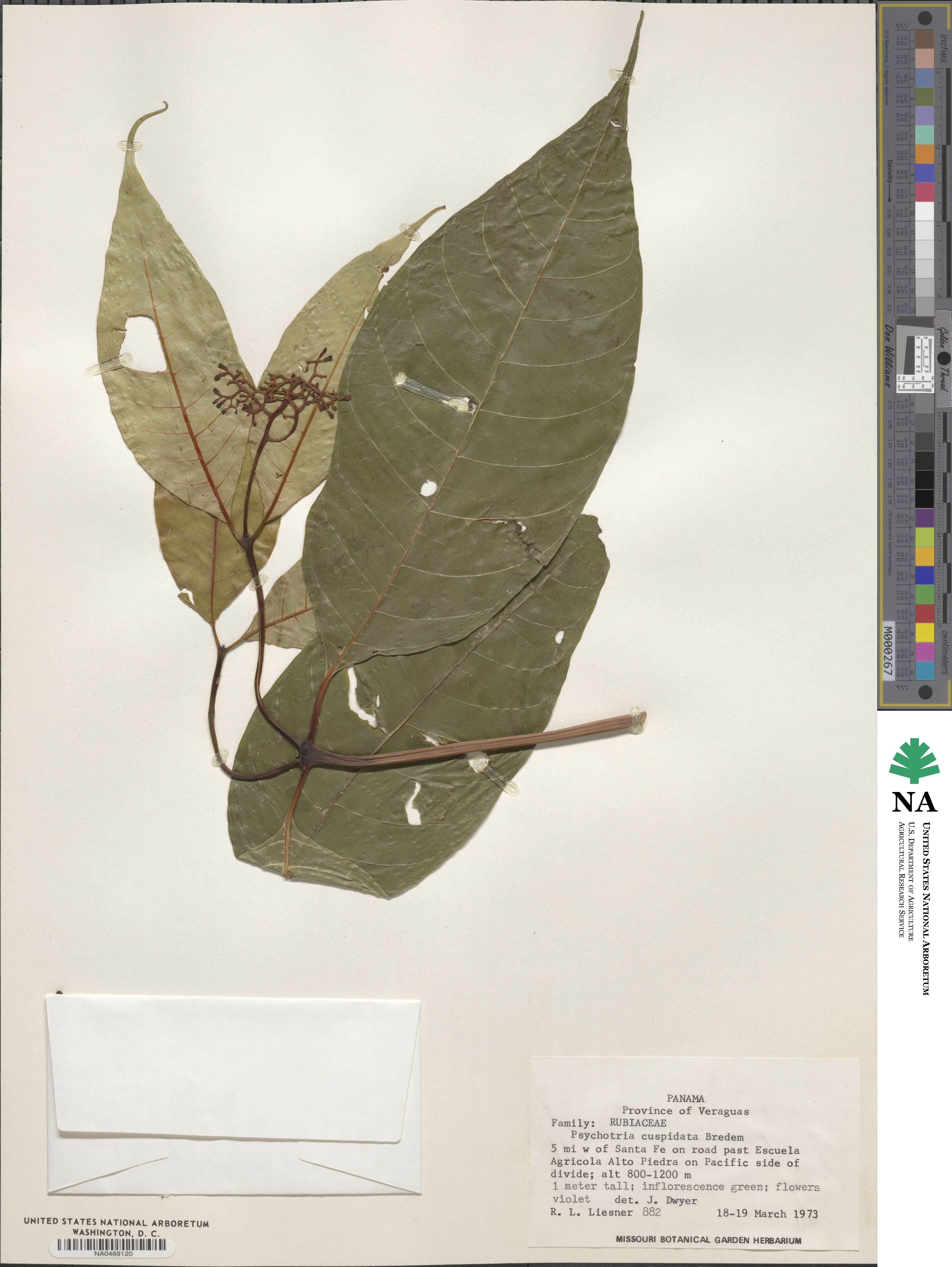 Palicourea cuspidata image