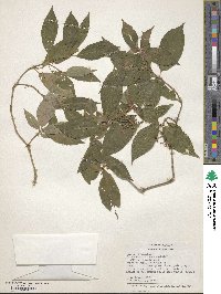 Palicourea cyanococca image