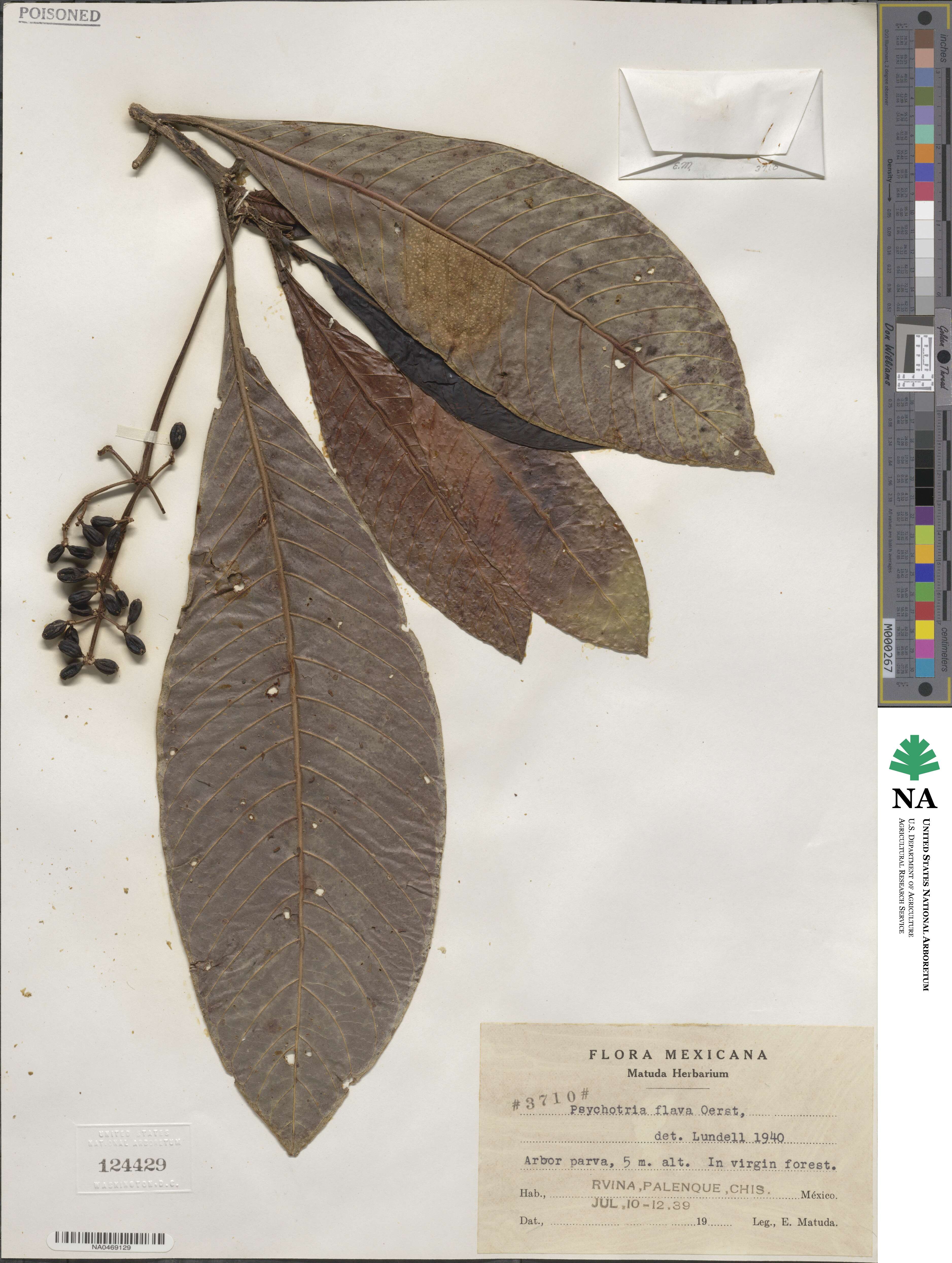 Psychotria flava image