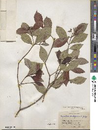 Psychotria fruticetorum image