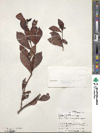 Psychotria fruticetorum image