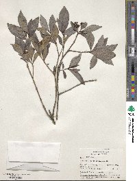 Psychotria fruticetorum image