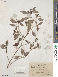 Psychotria fruticetorum image