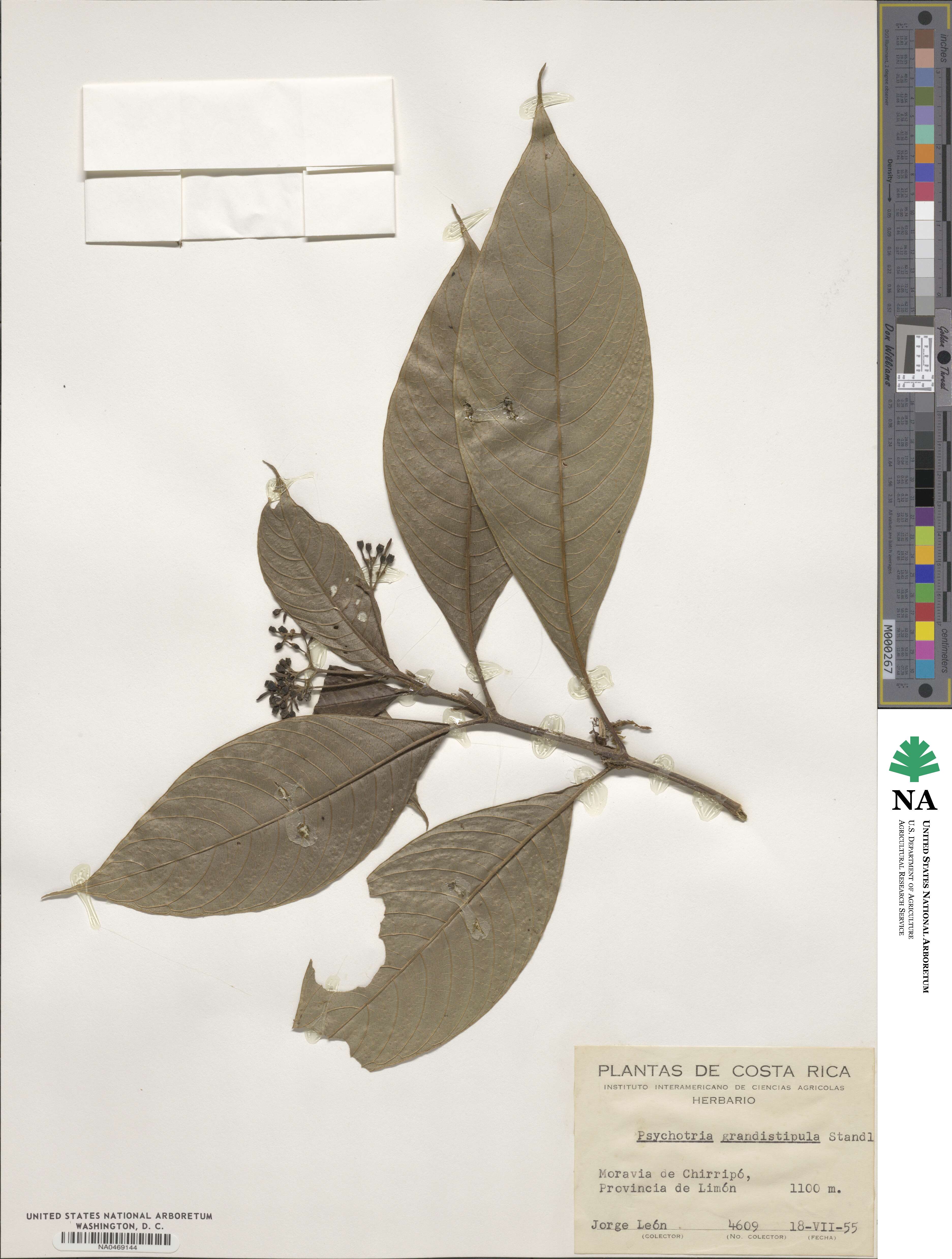 Psychotria grandistipula image