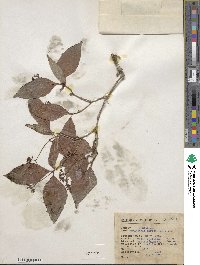 Psychotria horizontalis image