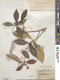 Psychotria horizontalis image