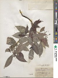 Psychotria horizontalis image