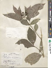 Psychotria horizontalis image