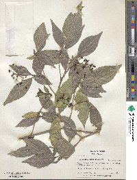 Psychotria horizontalis image