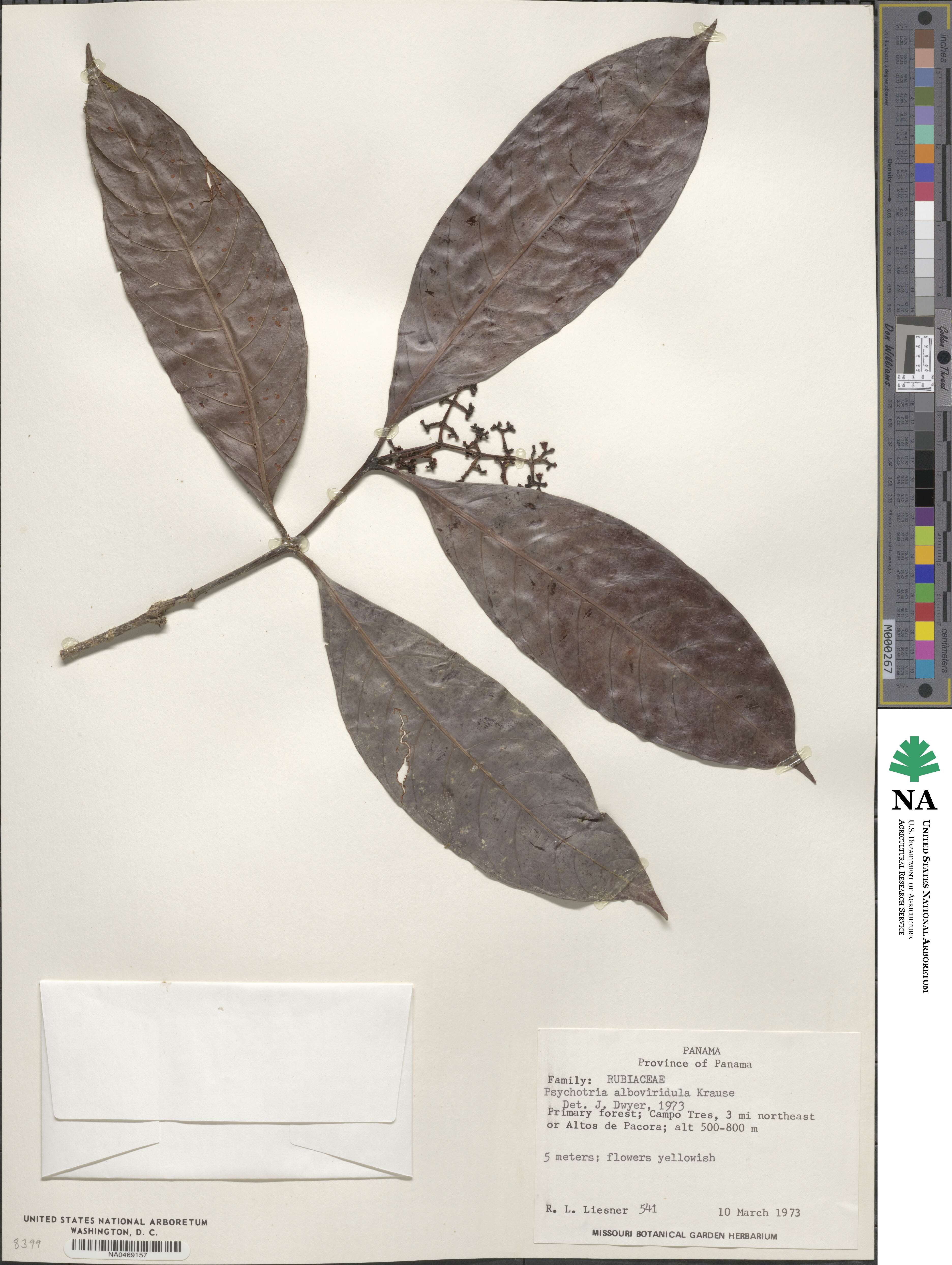 Psychotria remota image