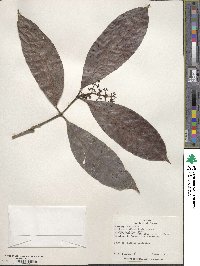 Psychotria remota image