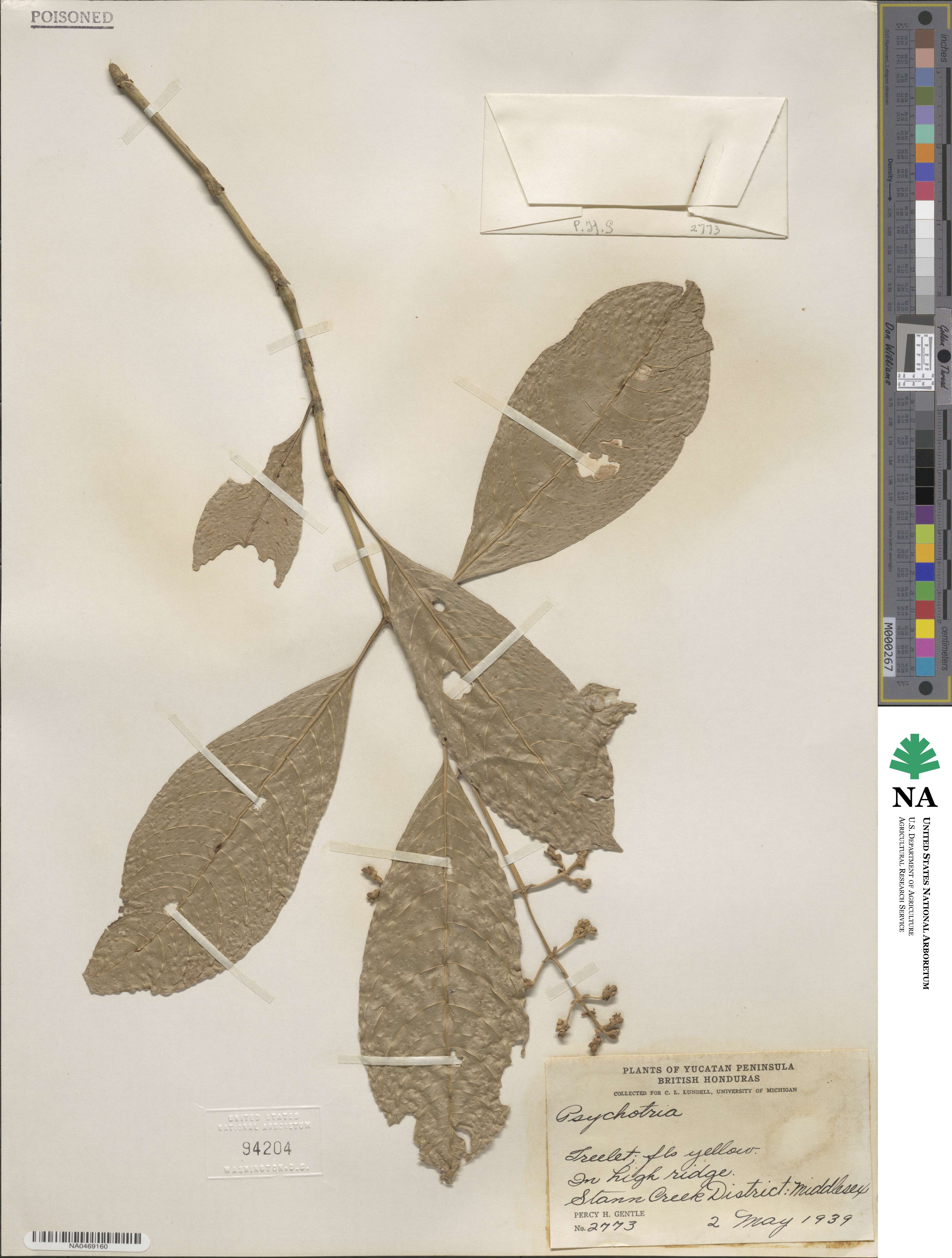 Psychotria brachiata image