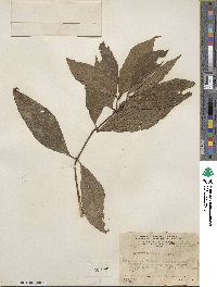 Psychotria brachiata image