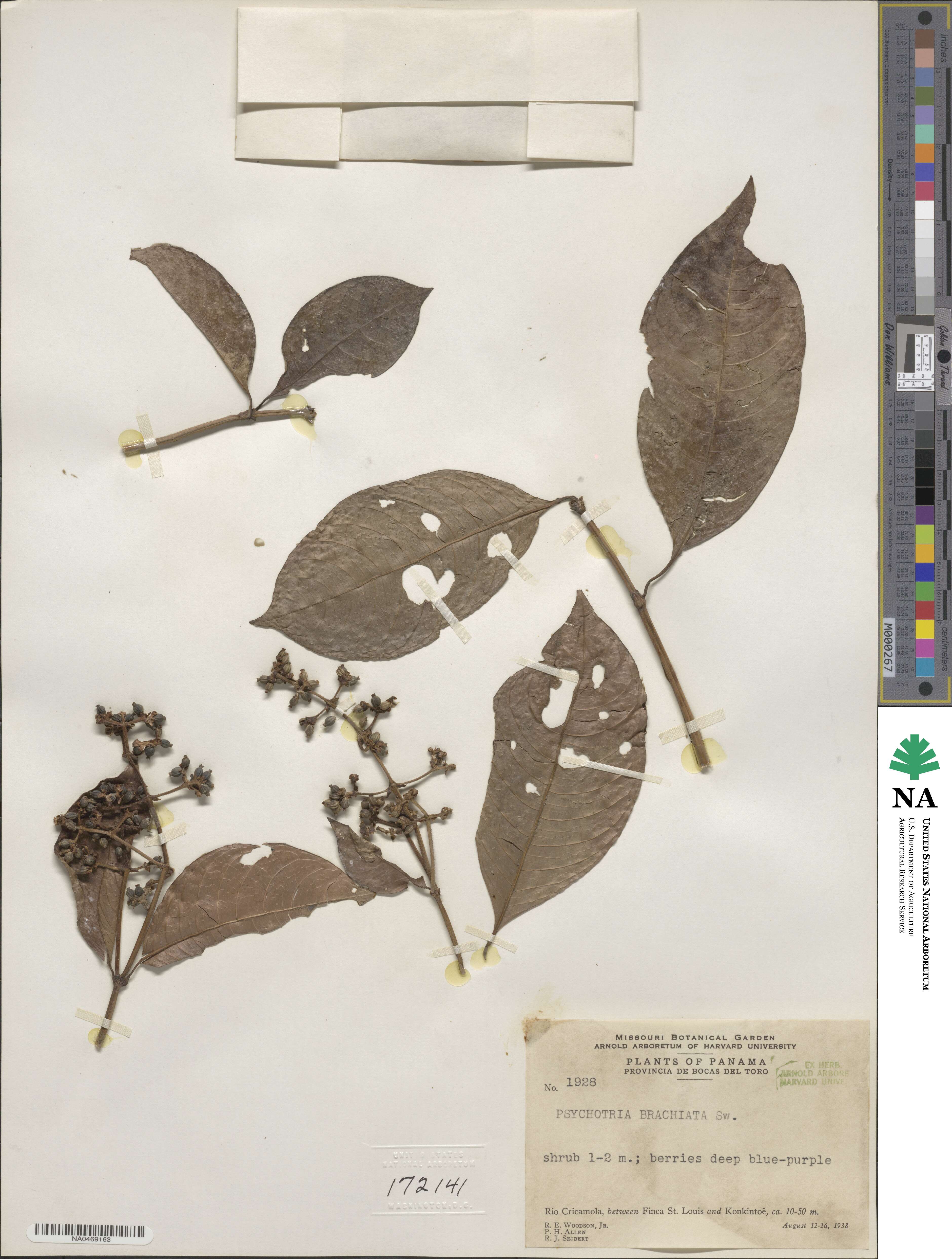 Psychotria brachiata image