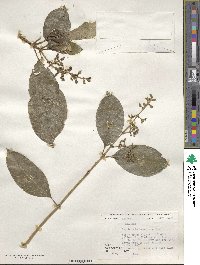 Psychotria brachiata image