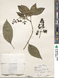 Psychotria brachiata image