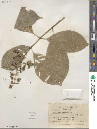 Psychotria brachiata image