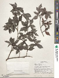 Psychotria chagrensis image