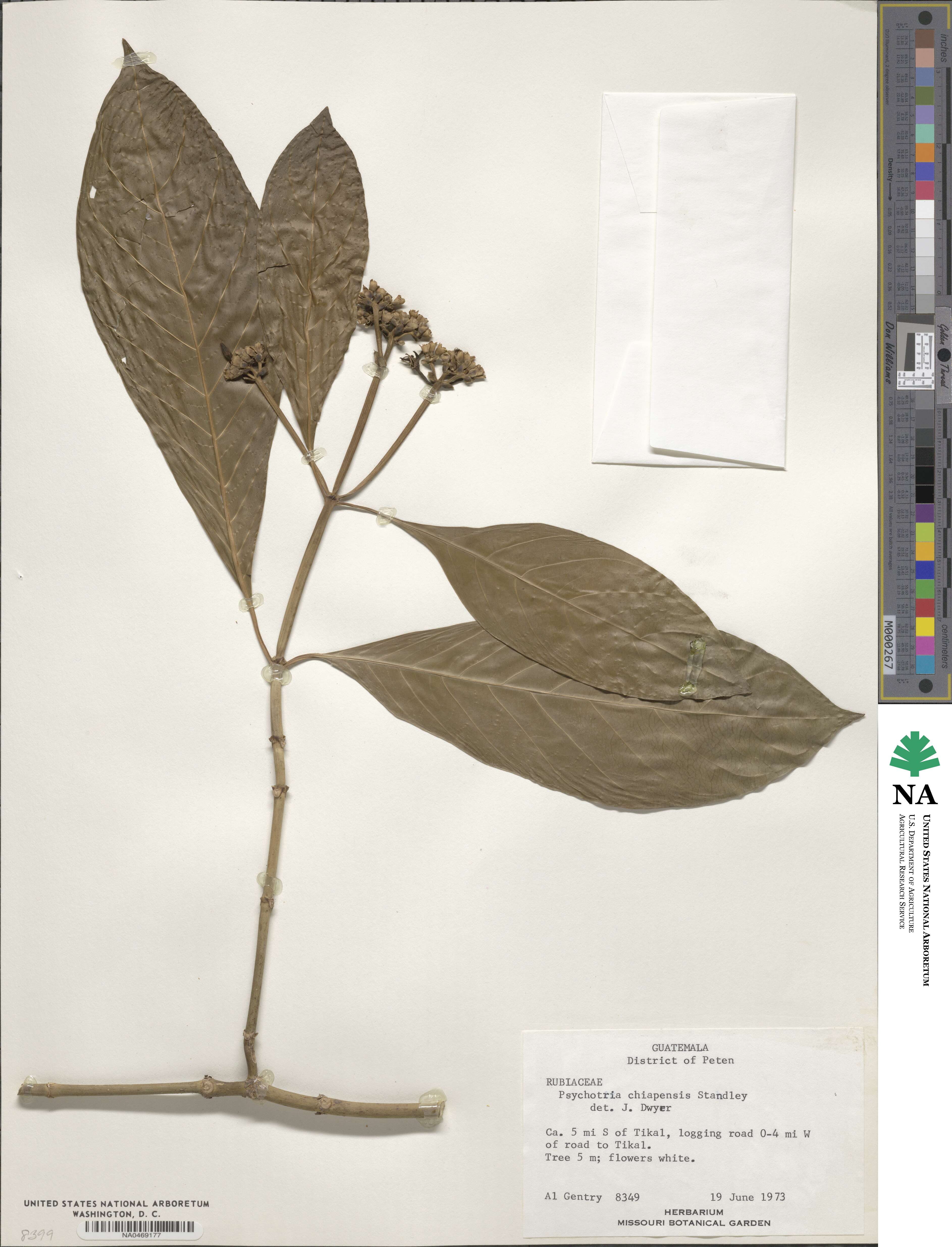 Palicourea tetragona image