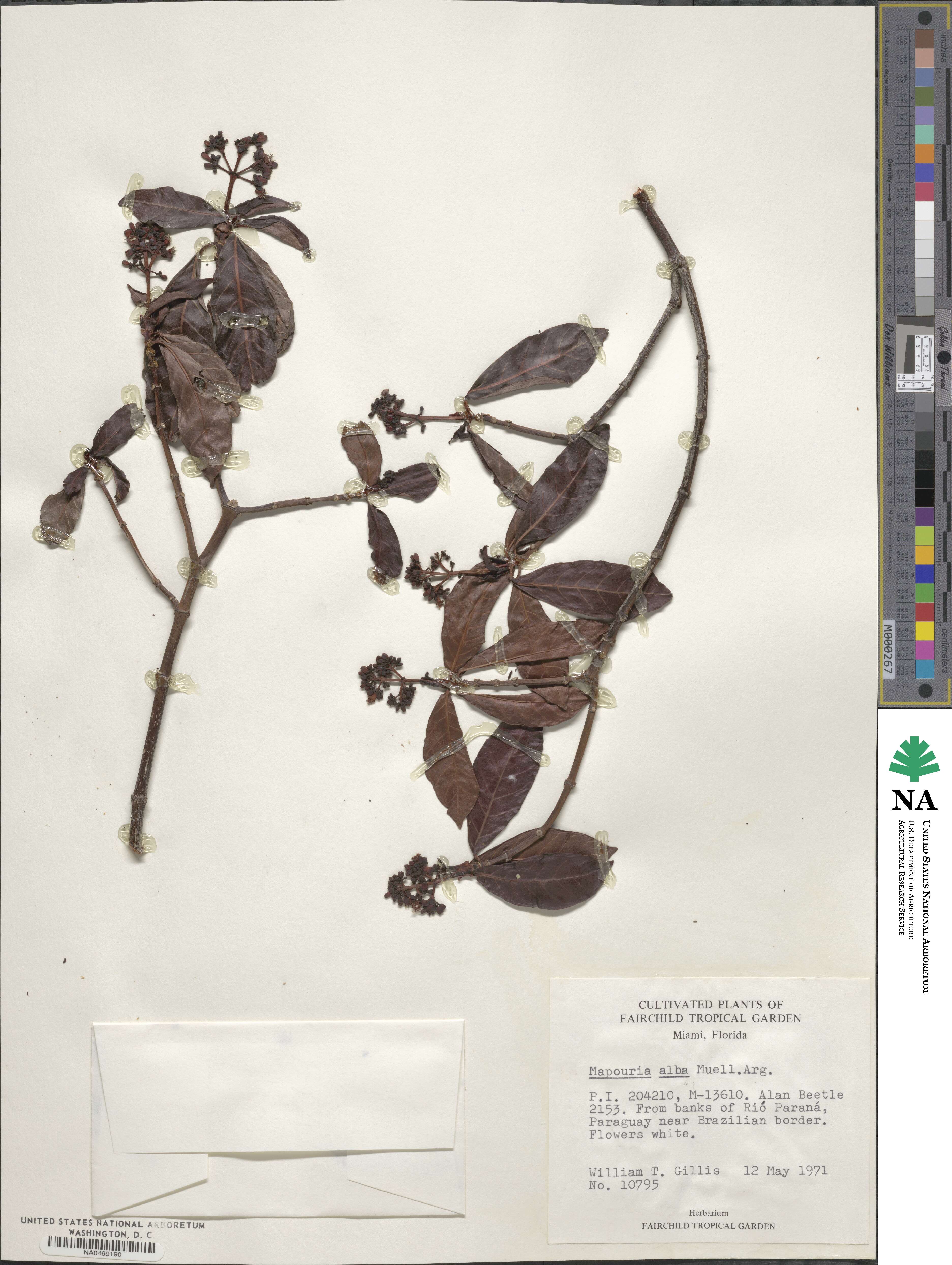 Psychotria alba image