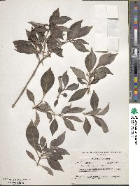 Psychotria ligustrifolia image