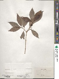 Psychotria lanceolata image