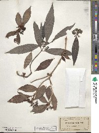 Psychotria lanceolata image