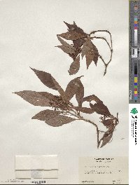 Psychotria nervosa image