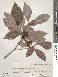 Psychotria nervosa image