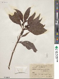 Psychotria tenuifolia image